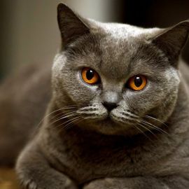 Серый кот (33 фото)