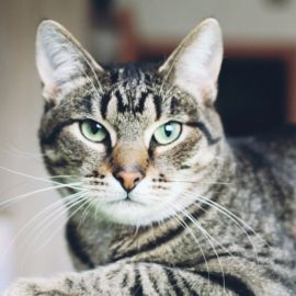 Полосатая кошка (32 фото)