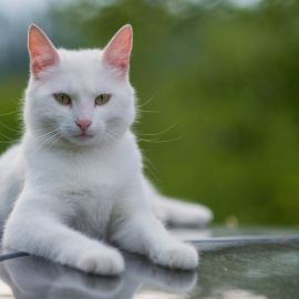 Турецкая ангора кошка (38 фото)