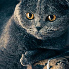 Серый вислоухий котенок (31 фото)