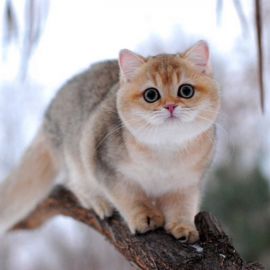 Порода кошек золотая шиншилла (32 фото)