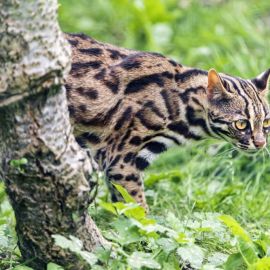 Азиатский леопардовый кот (36 фото)