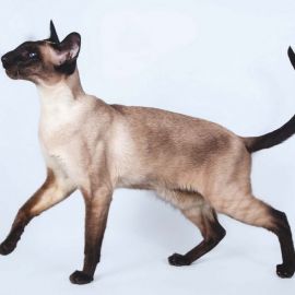 Сиамская порода кошек (41 фото)
