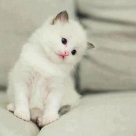 Белый пушистый котенок (28 фото)