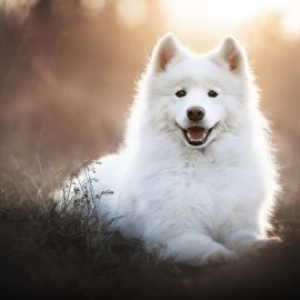 Большая белая собака порода (33 фото)