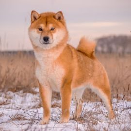 Японская охотничья собака (33 фото)