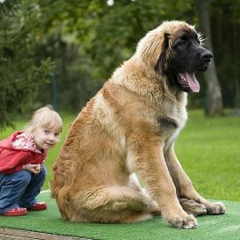 Огромные собаки (39 фото)