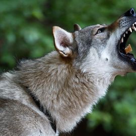 Чехословацкая волчья собака (35 фото)
