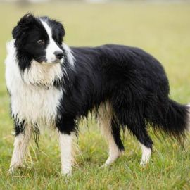 Шотландская пастушья собака (34 фото)