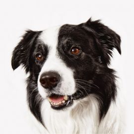 Черно белая собака порода (35 фото)