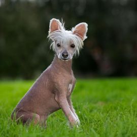 Маленькая лысая собака (29 фото)