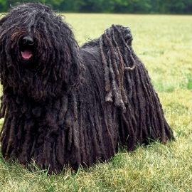 Большая волосатая собака (33 фото)