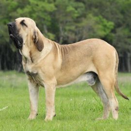 Фила бразилейро собака (32 фото)