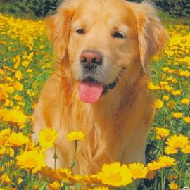 Желтая собака (36 фото)