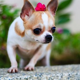 Красивые маленькие собаки (35 фото)