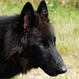Черная бельгийская овчарка грюнендаль (35 фото)