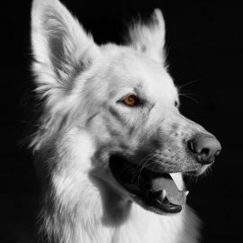 Черно белая собака (36 фото)