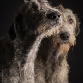 Дирхаунд собака (31 фото)