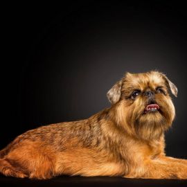 Брюссельский гриффон собака (40 фото)