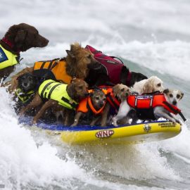 Собаки спасатели (31 фото)