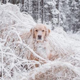 Холодная собака (32 фото)