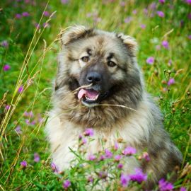 Собака кавказская овчарка (11 фото)