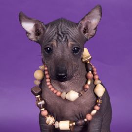 Мексиканская собака ксолоитцкуинтли (35 фото)