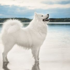 Большая белая пушистая собака (33 фото)