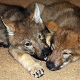 Чехословацкая волчья собака щенки (31 фото)