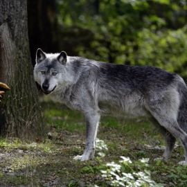 Макензийский равнинный волк (35 фото)