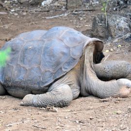 Абингдонская слоновая черепаха (41 фото)
