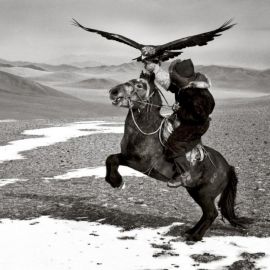 Монгольская лошадь (29 фото)