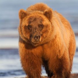 Рыжий медведь (41 фото)
