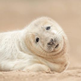 Маленький тюлень (35 фото)
