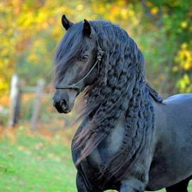 Фризская лошадь (34 фото)