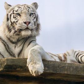 Мазандаранский тигр (31 фото)