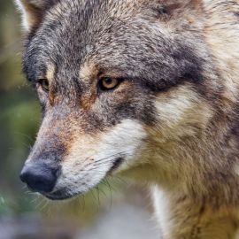 Тасманийский волк (29 фото)