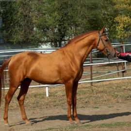 Буденновская лошадь (41 фото)