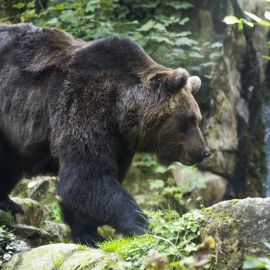 Уссурийский медведь (29 фото)