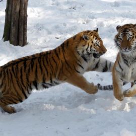 Уссурийский тигр (38 фото)
