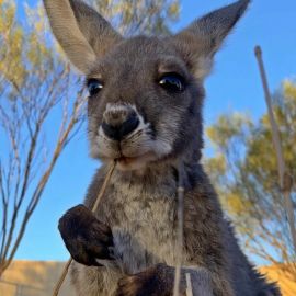 Длинноухий кенгуру (35 фото)