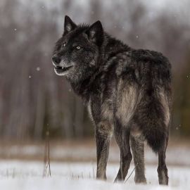 Черные волки (31 фото)