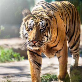 Балийский тигр (32 фото)