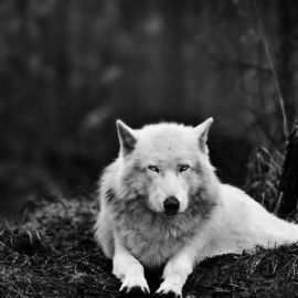 Рыжий волк (36 фото)