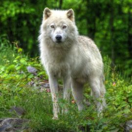 Канадский лесной волк (32 фото)