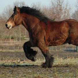 Арденская лошадь (27 фото)