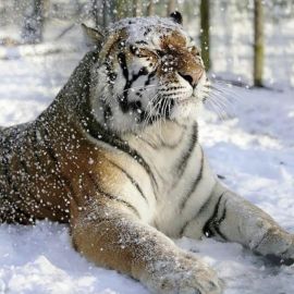 Дальневосточный тигр (36 фото)
