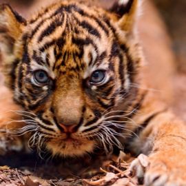 Маленький тигр (35 фото)