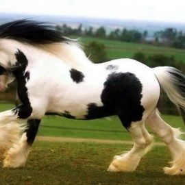 Клайдсдейл лошадь (33 фото)