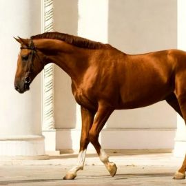 Донская лошадь (32 фото)